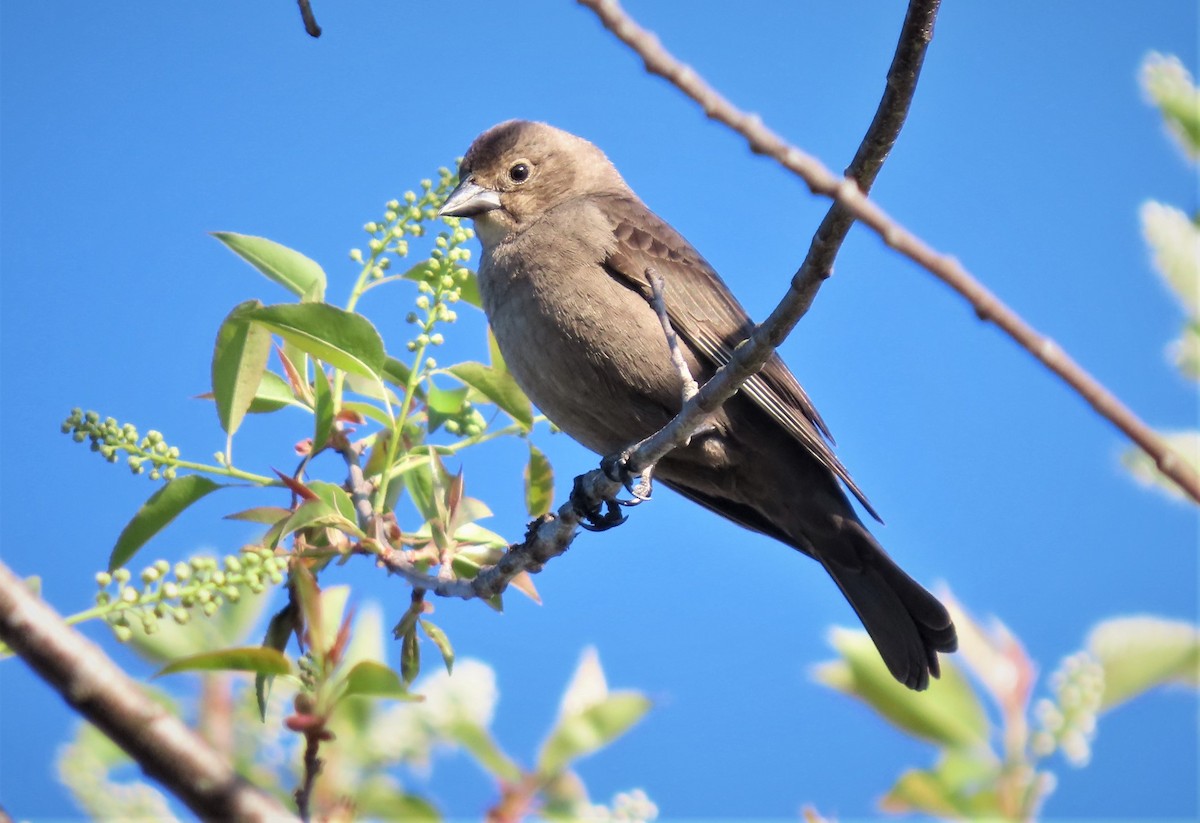 Brown-headed Cowbird - ML551169061