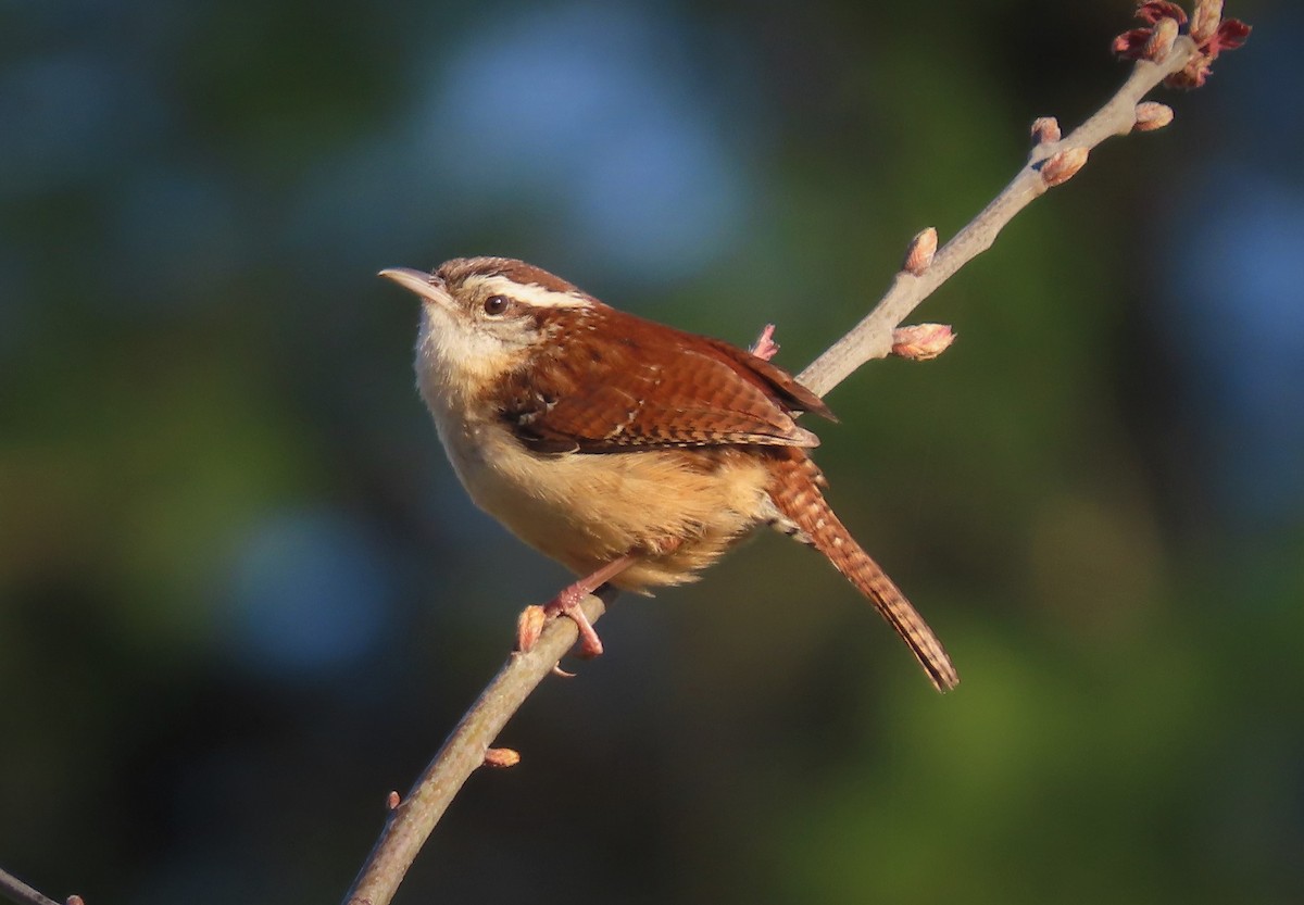 Carolina Wren - ML551169171