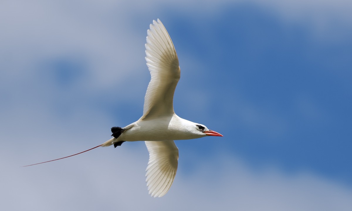 Red-tailed Tropicbird - ML551170441
