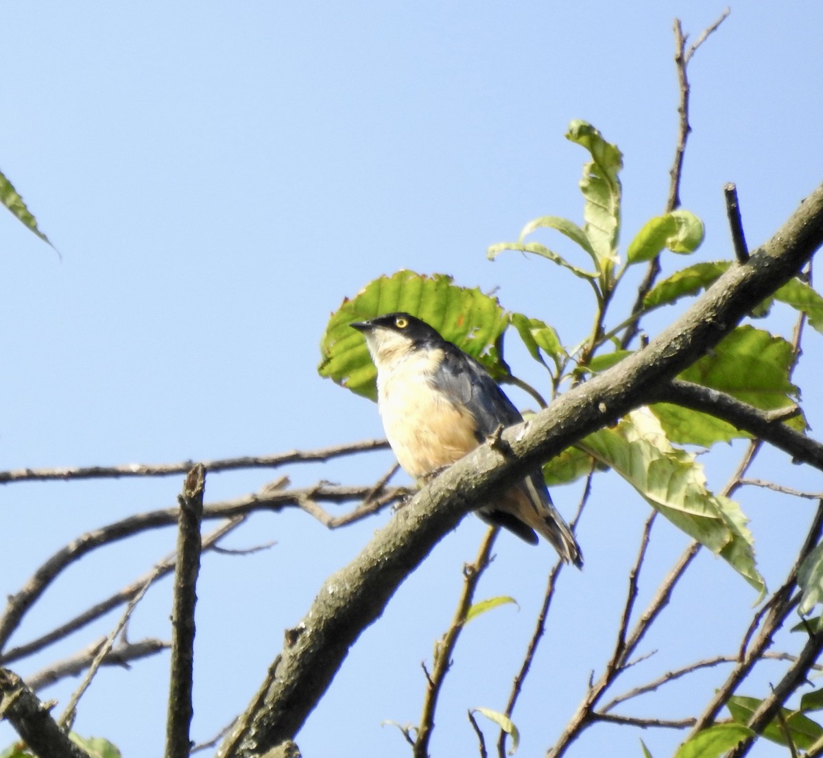 Sharpe's Starling - ML551171191