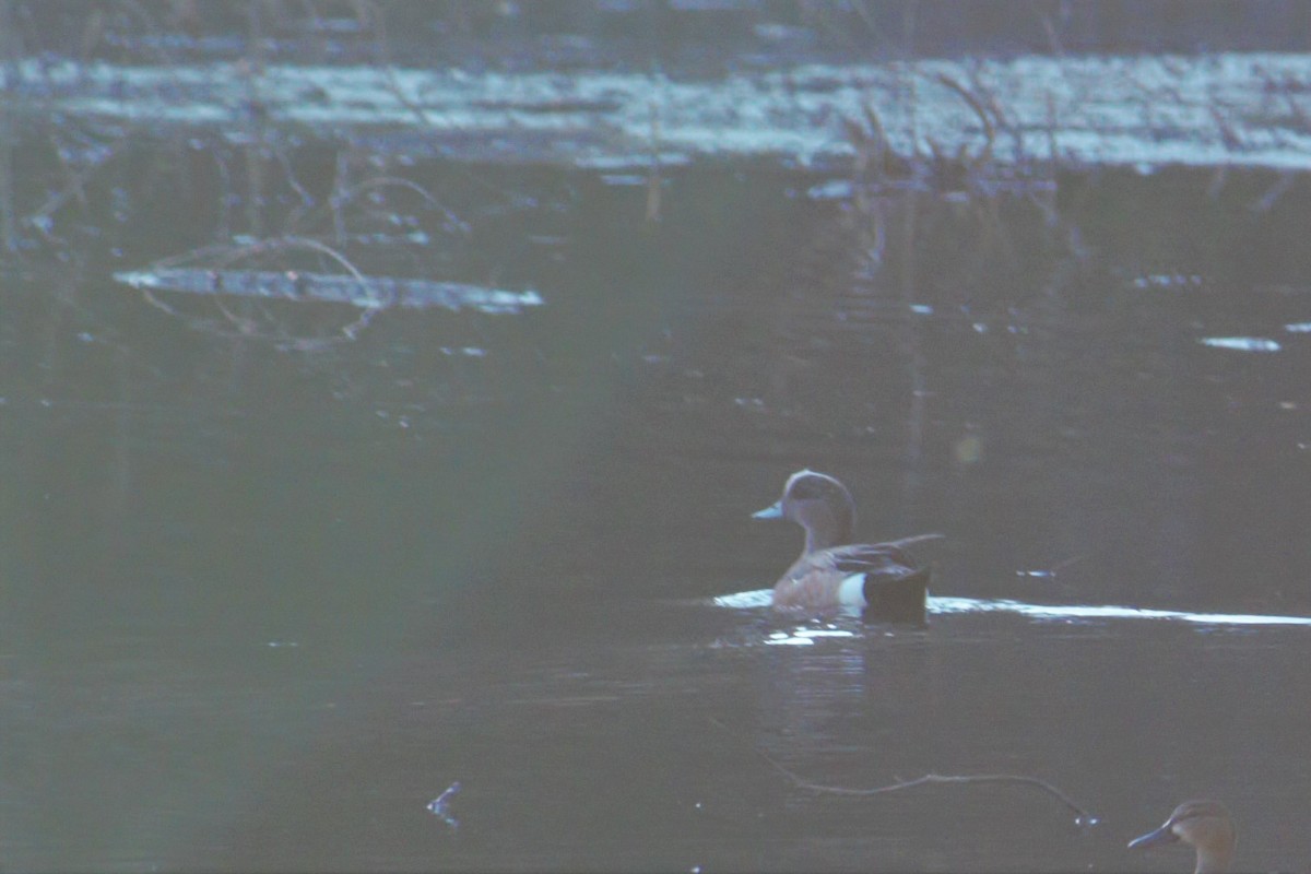 American Wigeon - ML551171241