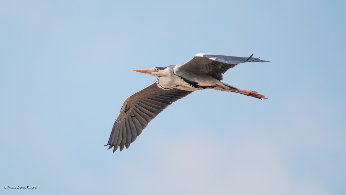 Gray Heron - Denis Rivard