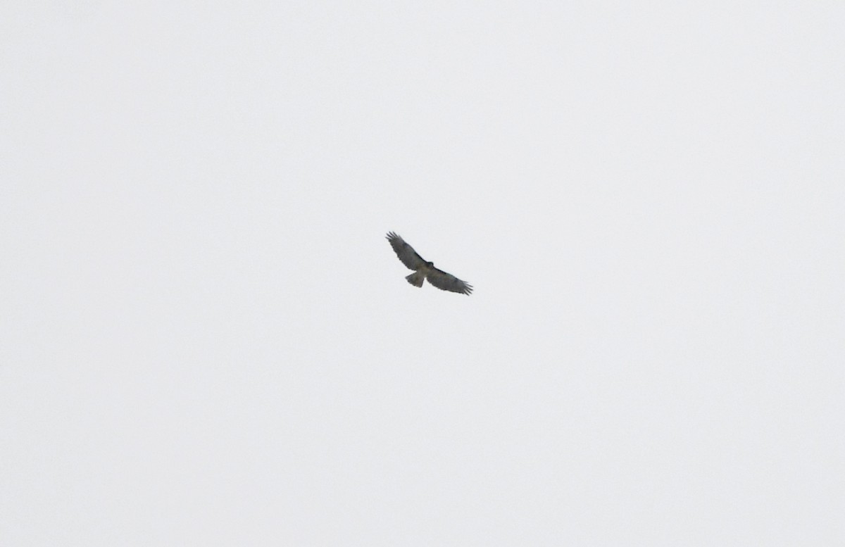 Red-tailed Hawk - ML551171771