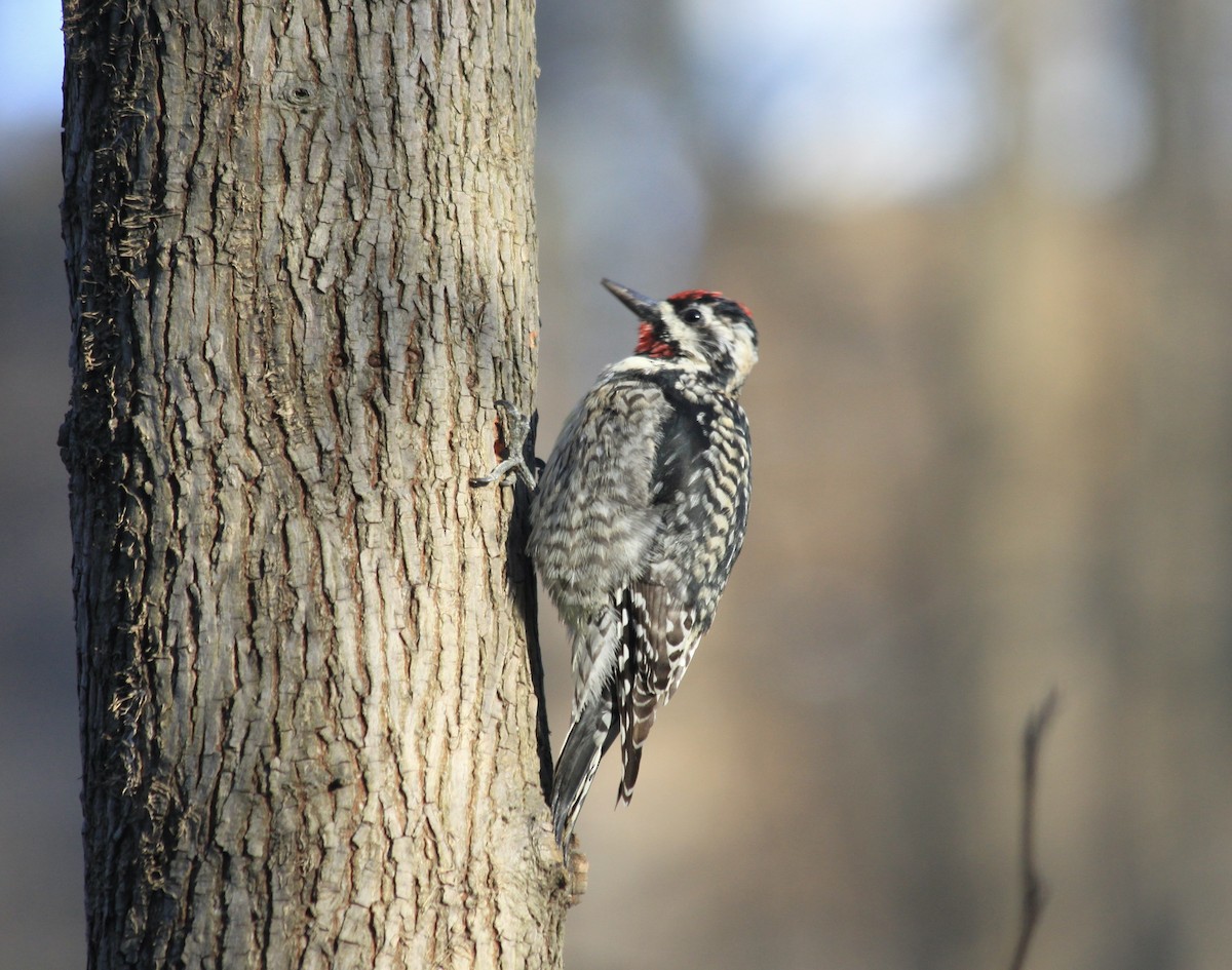 Yellow-bellied Sapsucker - ML551172371