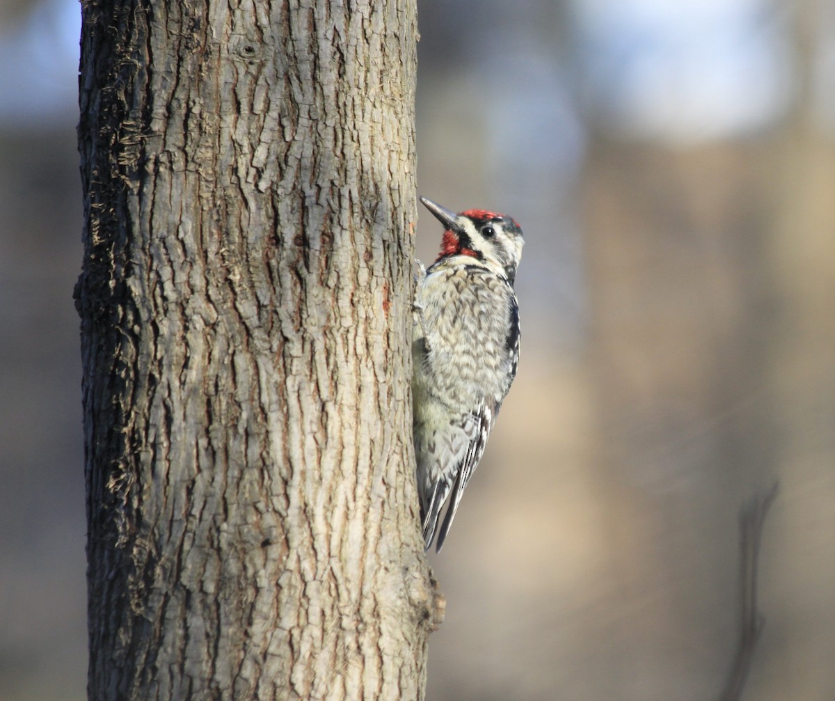 Yellow-bellied Sapsucker - ML551172381