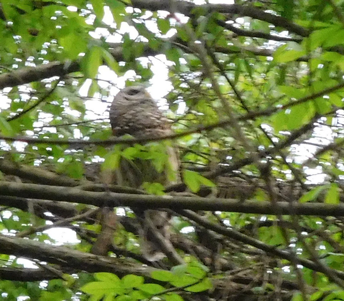 Barred Owl - ML55117321