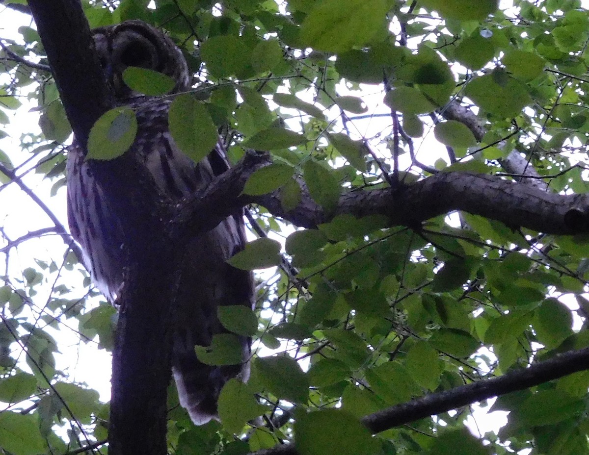 Barred Owl - ML55117331