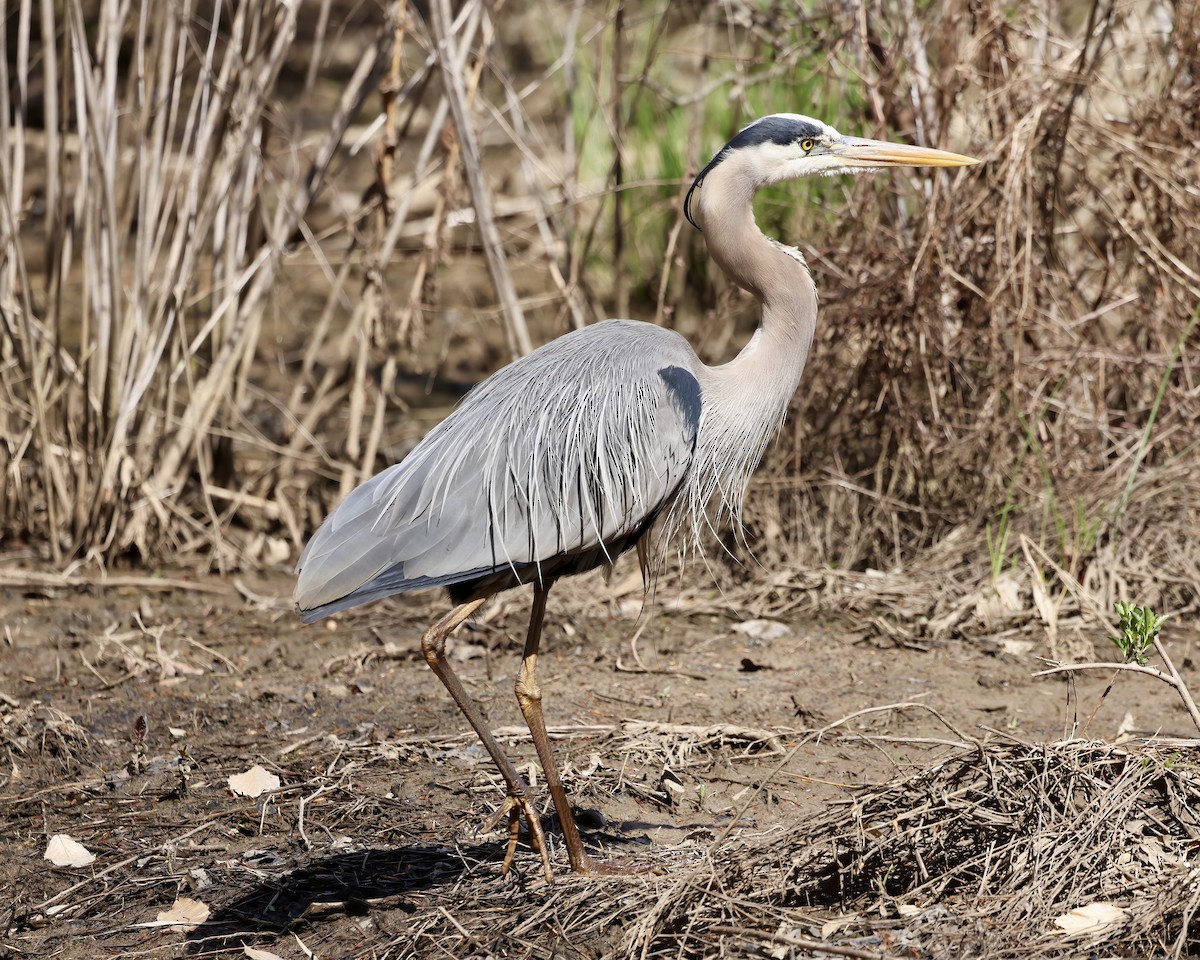 Great Blue Heron - ML551173921