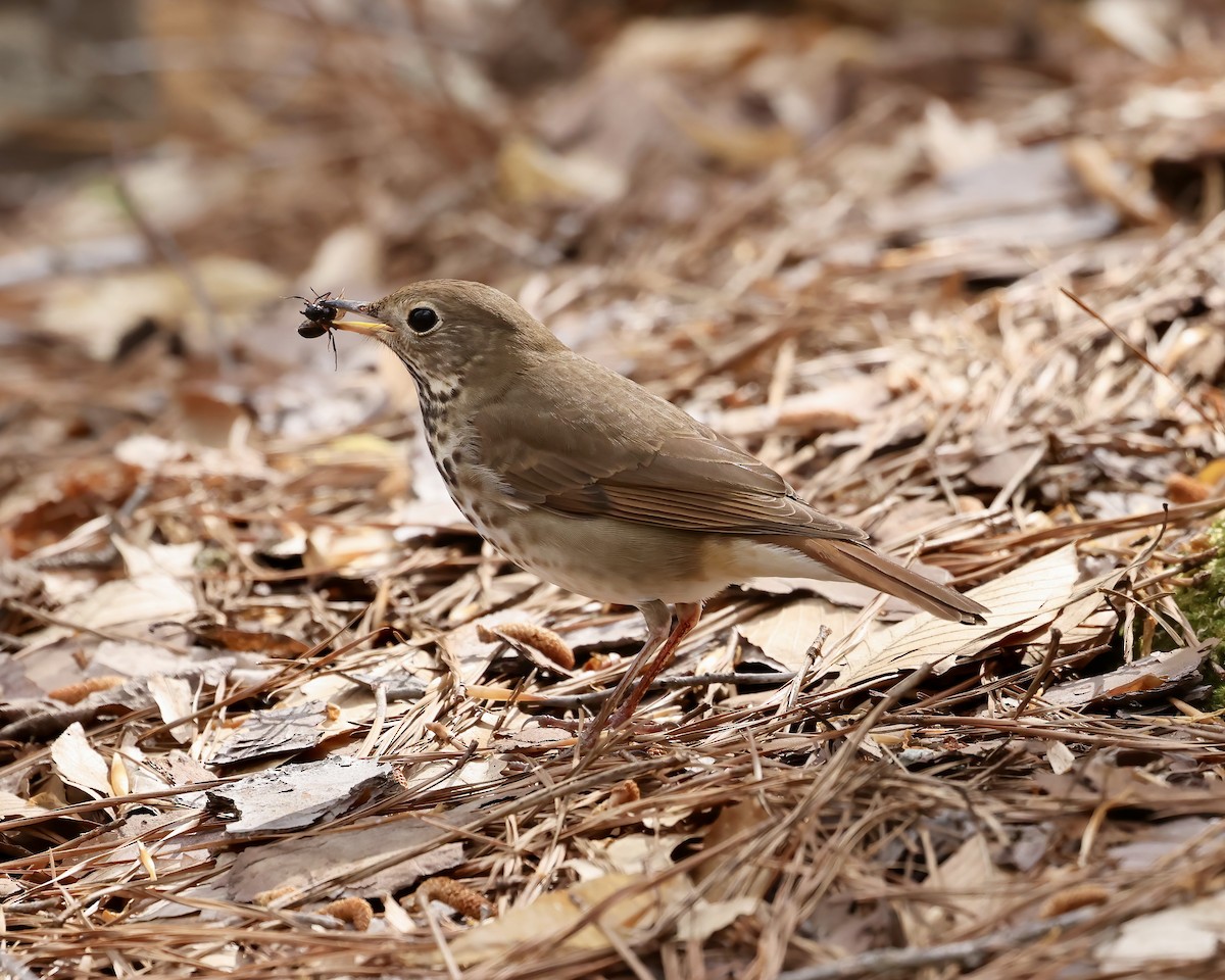 Hermit Thrush - ML551174031