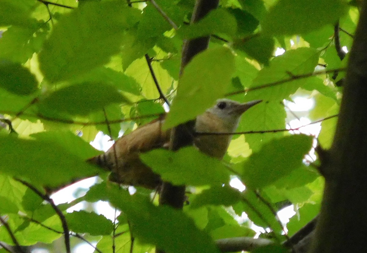 Carolina Wren - ML55117451