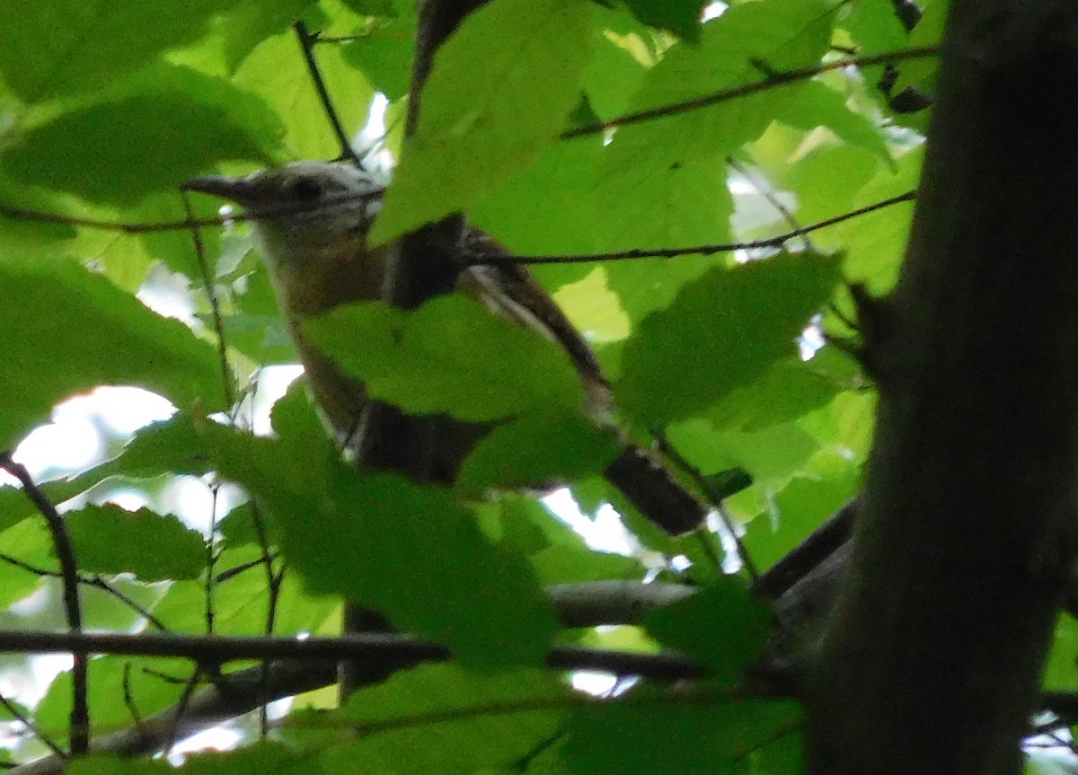 Carolina Wren - ML55117471