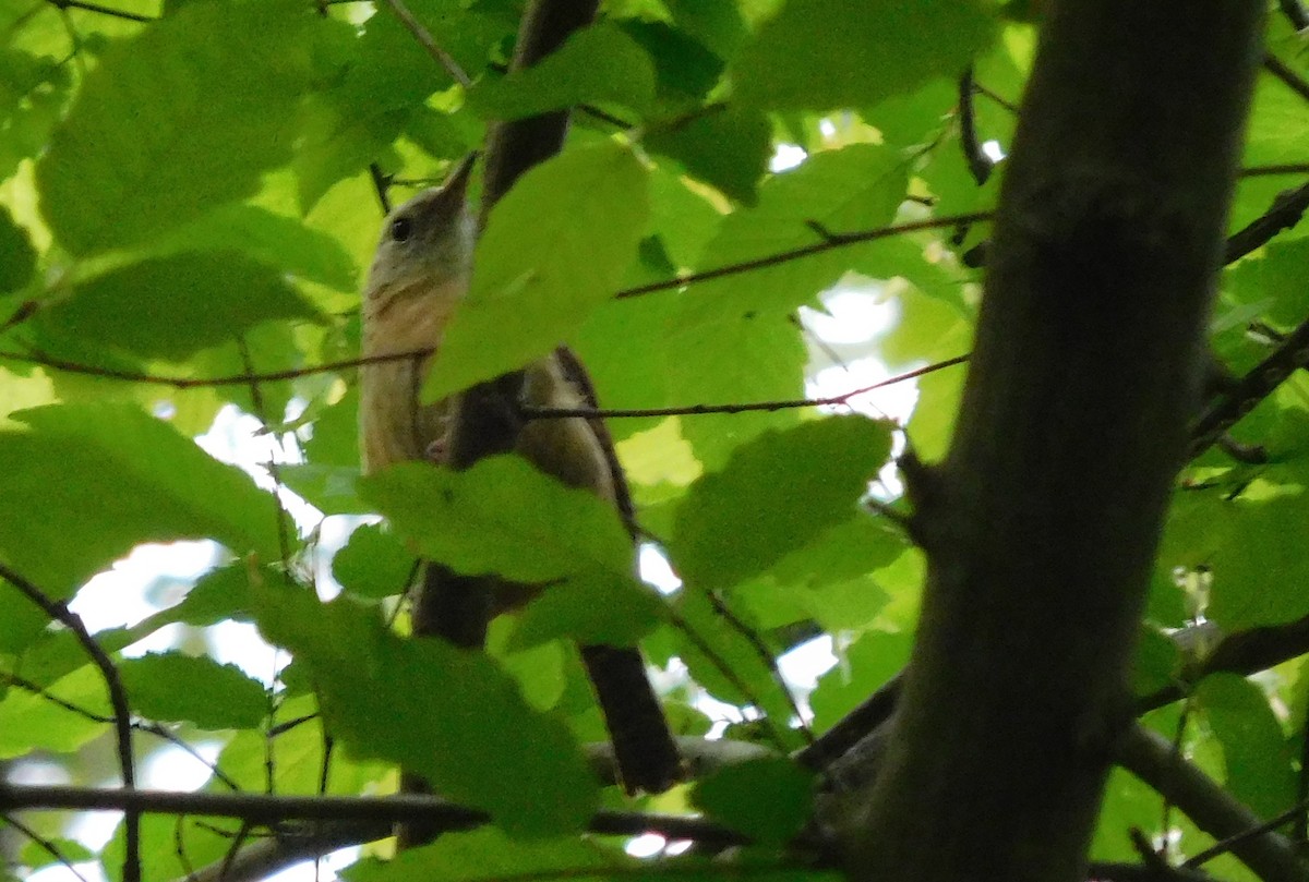 Carolina Wren - ML55117481