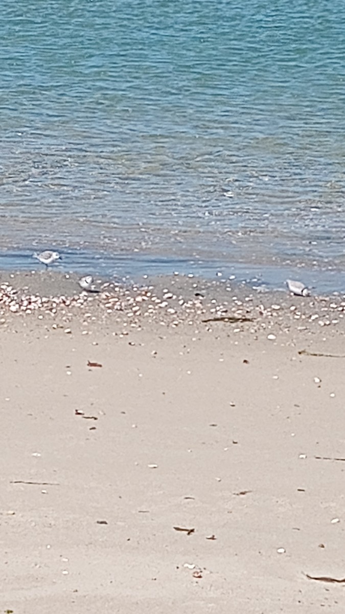 Piping Plover - ML551178131