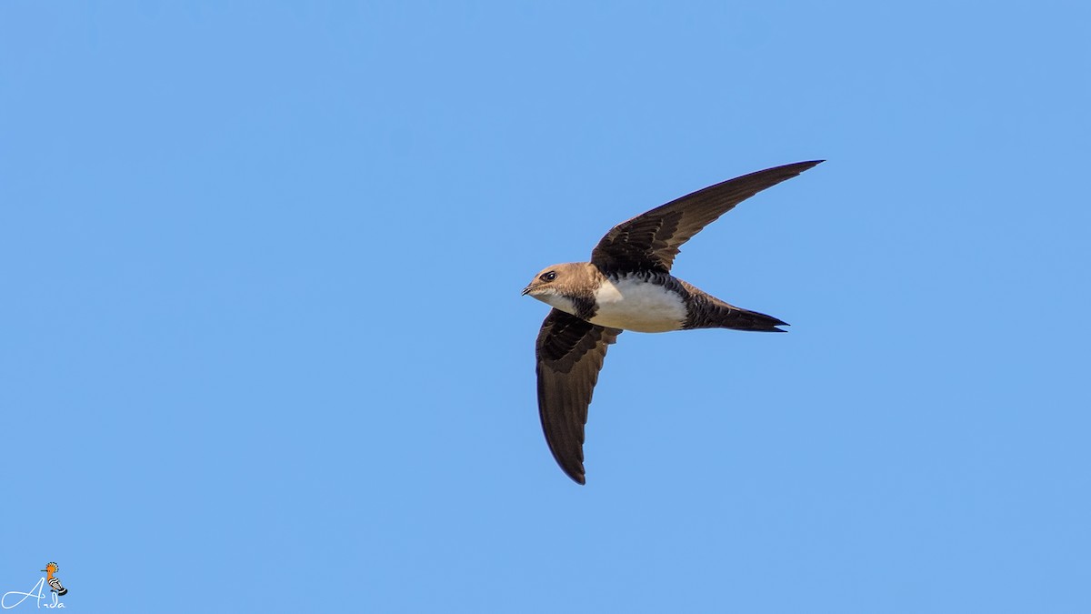 Alpine Swift - Arda Dönerkayalı