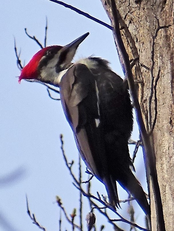 Pileated Woodpecker - ML551178931