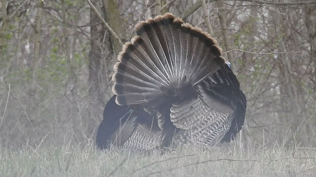 Wild Turkey - ML551180471