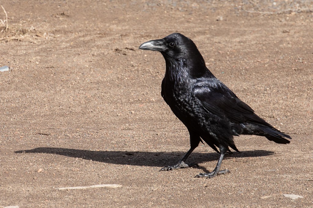 Common Raven - ML551180841