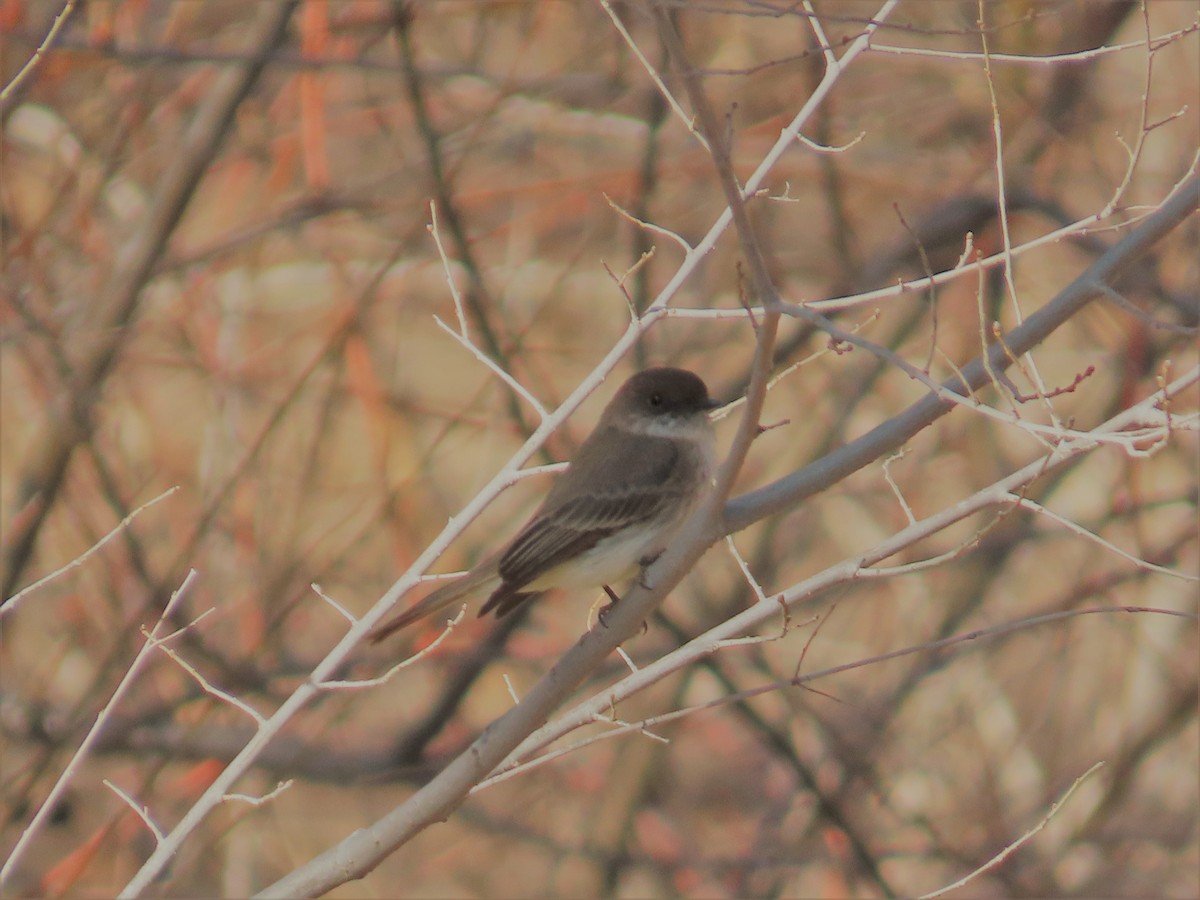 Eastern Phoebe - ML551183431