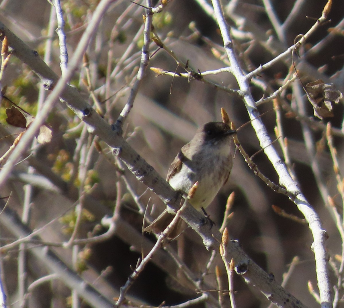 Eastern Phoebe - ML551183521