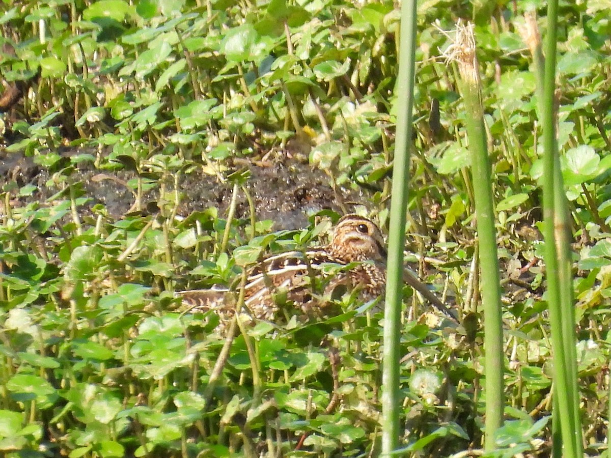 Wilson's Snipe - ML551183531