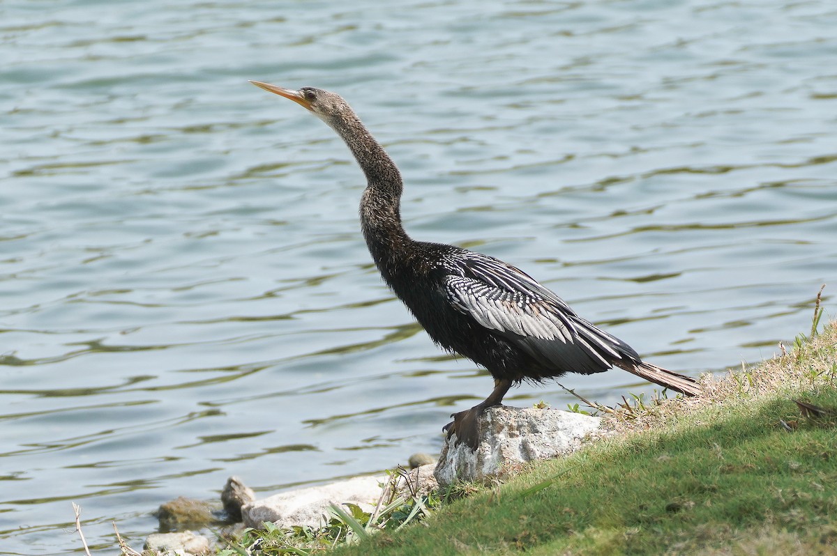 Anhinga - William Legge