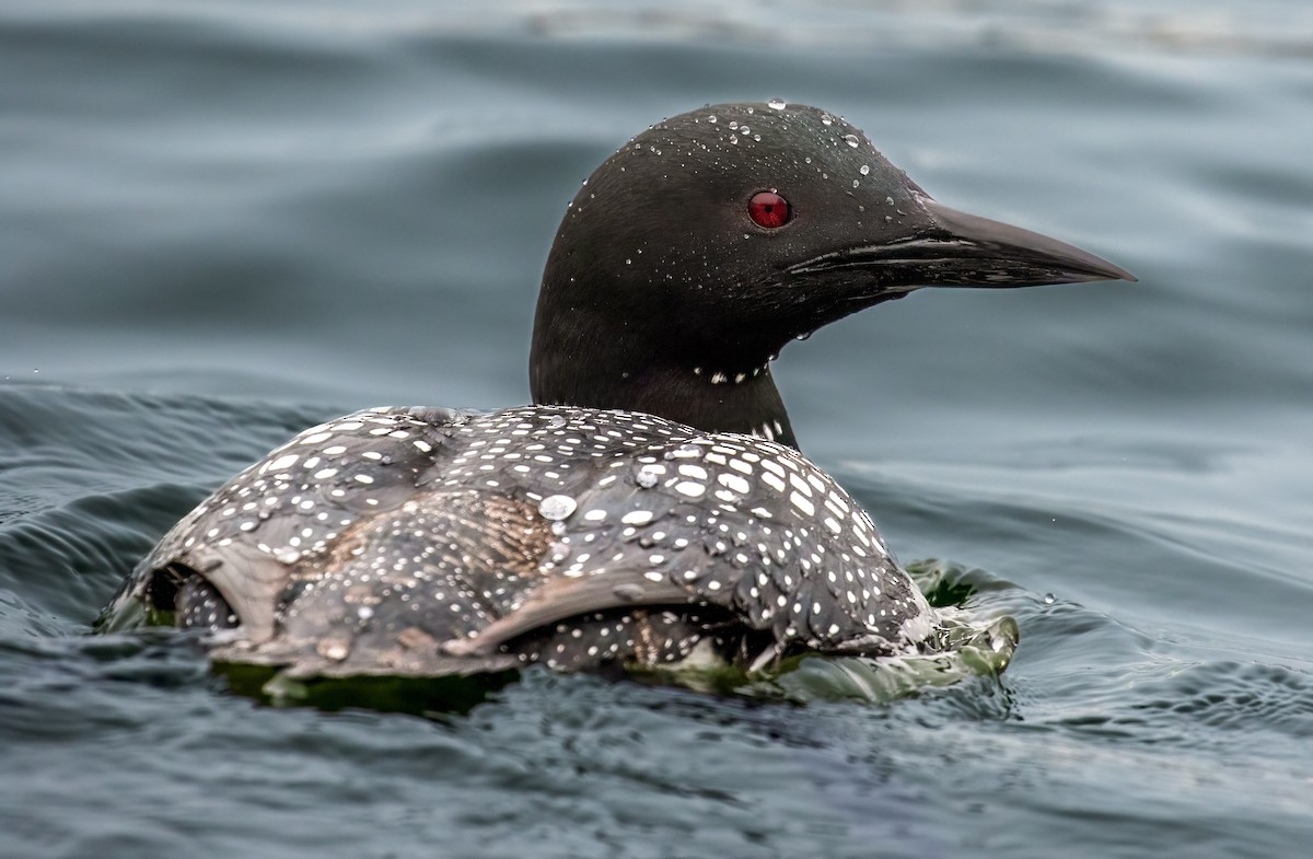 Common Loon - Mary Louise