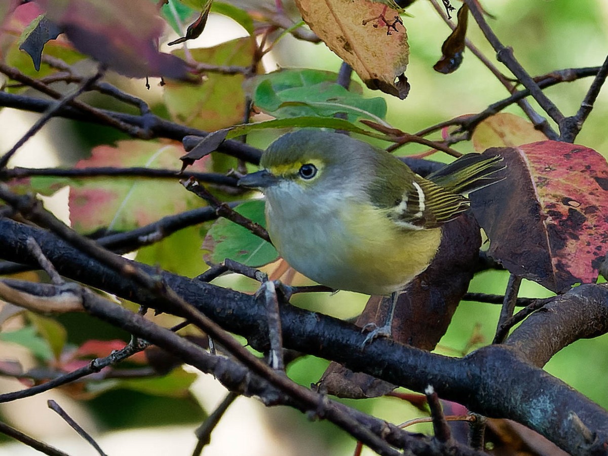 White-eyed Vireo - ML551187411