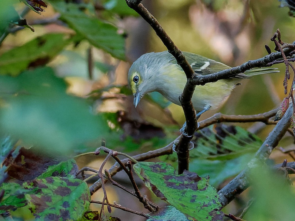 White-eyed Vireo - ML551187421