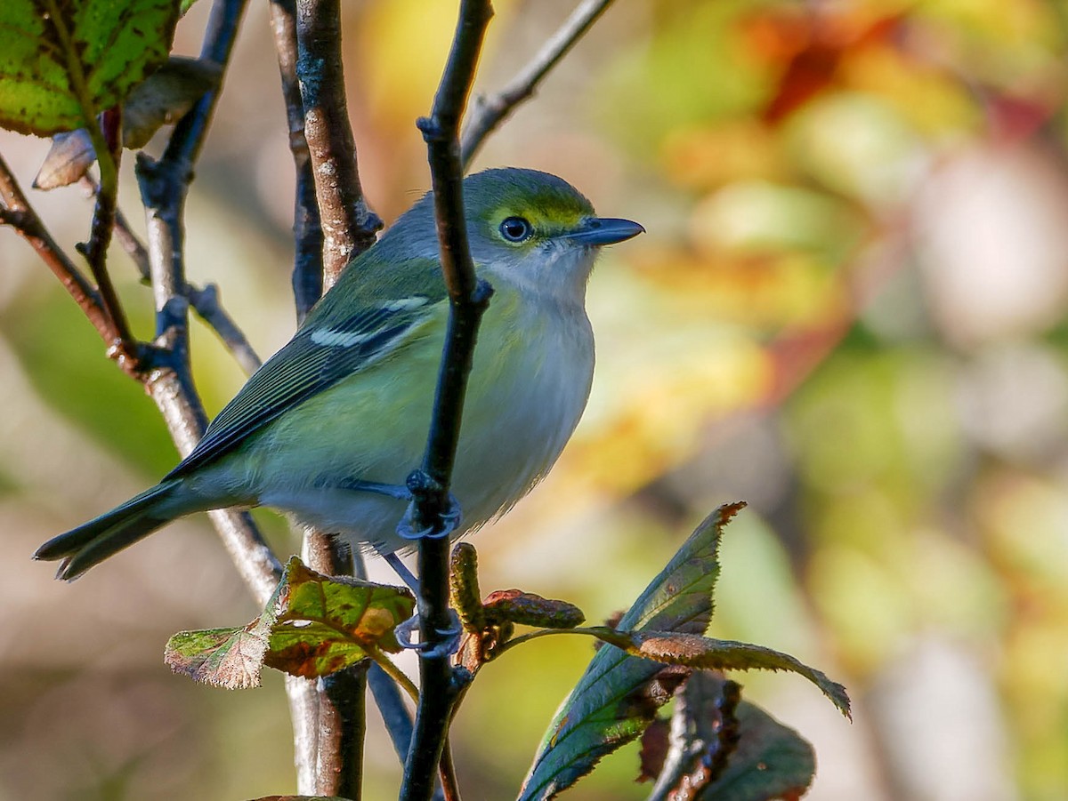 White-eyed Vireo - ML551187431