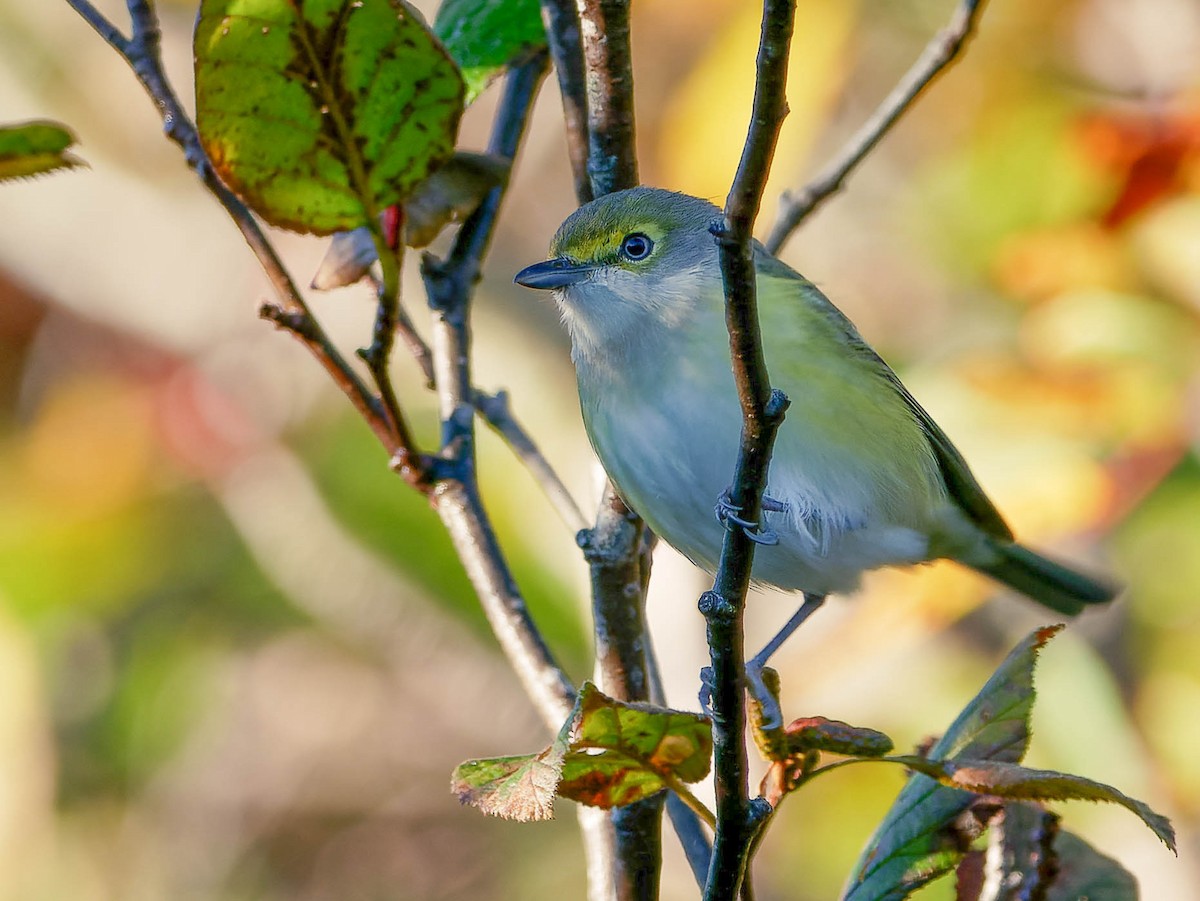 White-eyed Vireo - ML551187441