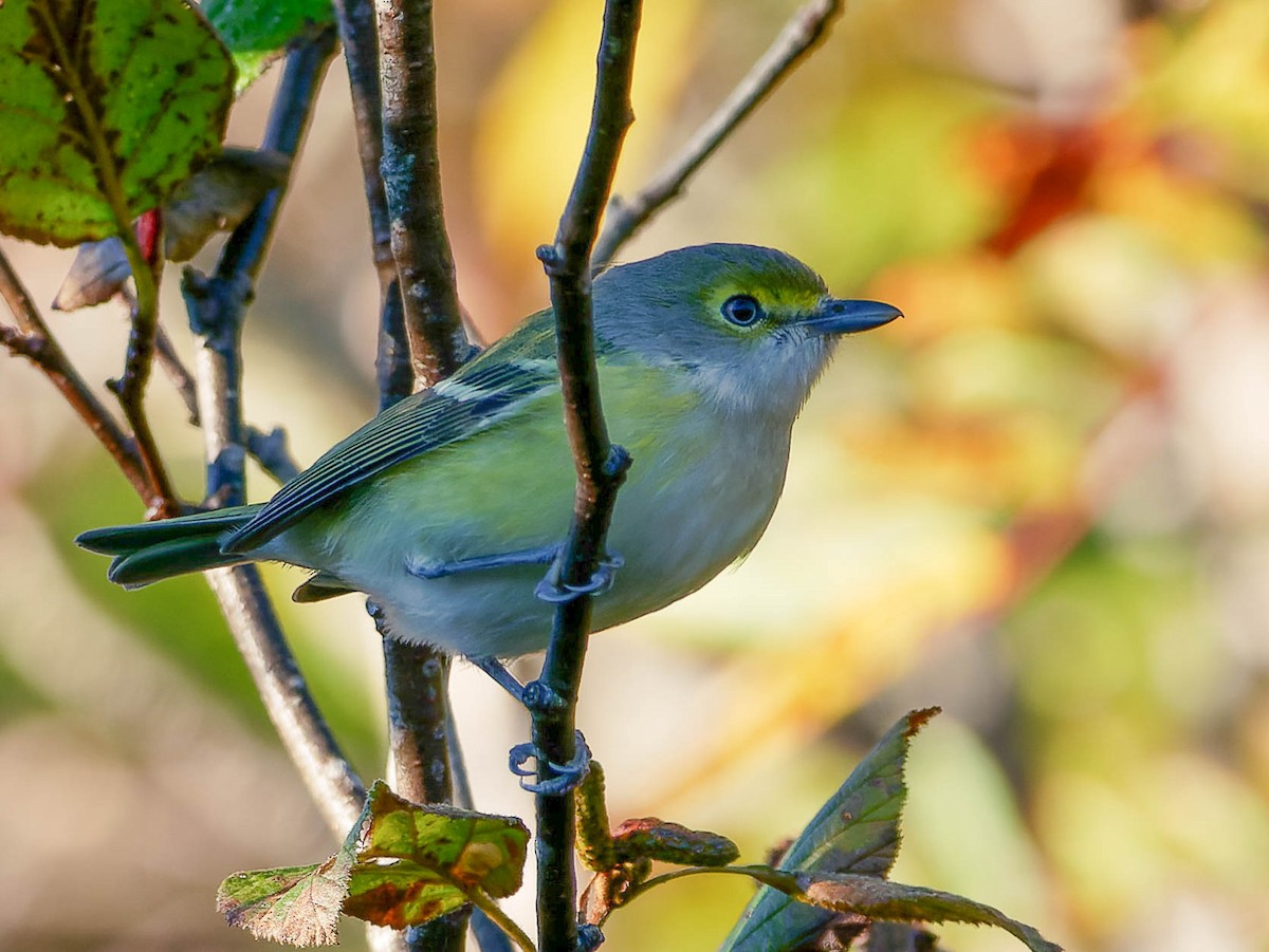 White-eyed Vireo - ML551187451