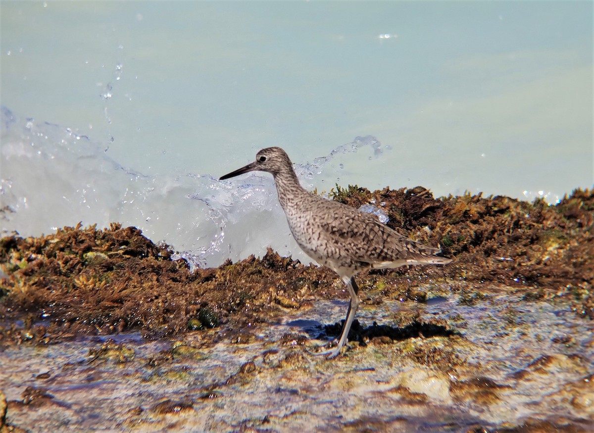 Willet - ML551187821