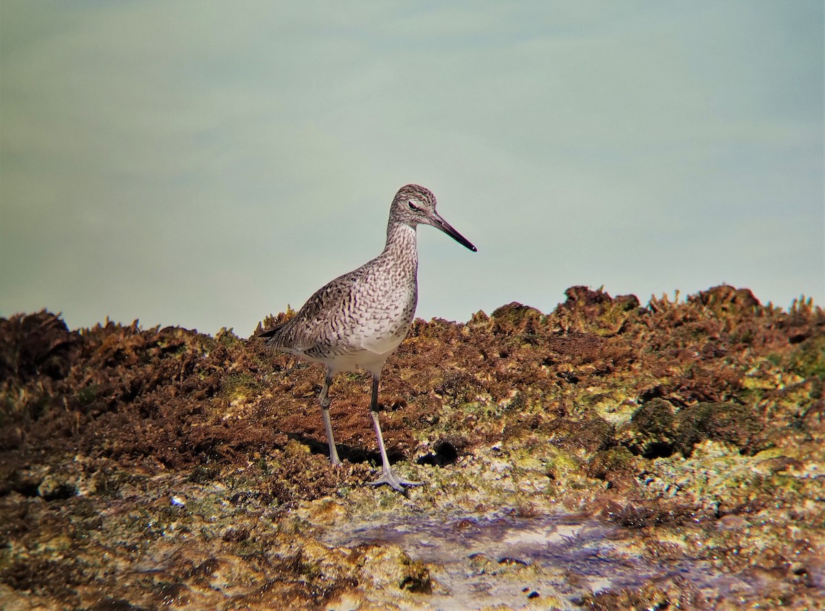 Willet - ML551187831