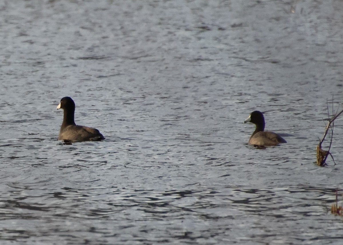 American Coot - ML551187911