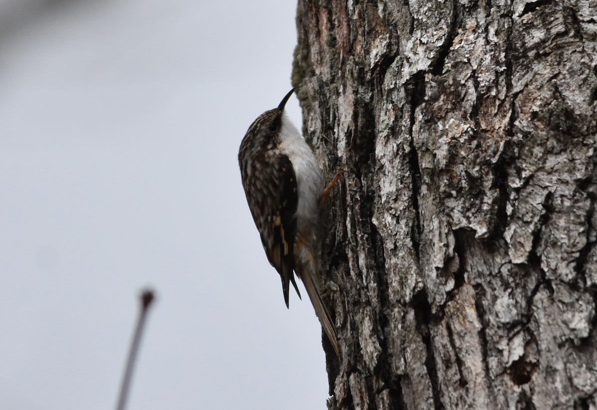 Brown Creeper - ML551188341