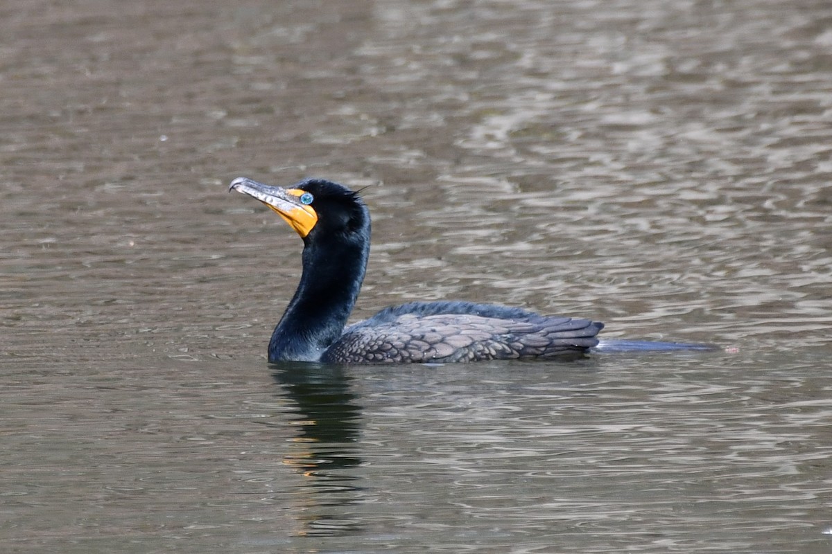 Double-crested Cormorant - Kevin Kelly
