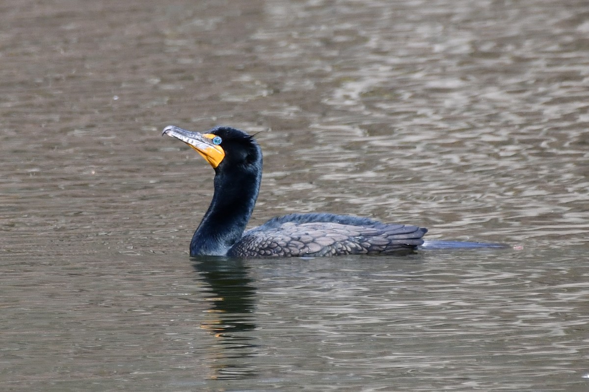 Double-crested Cormorant - ML551189591