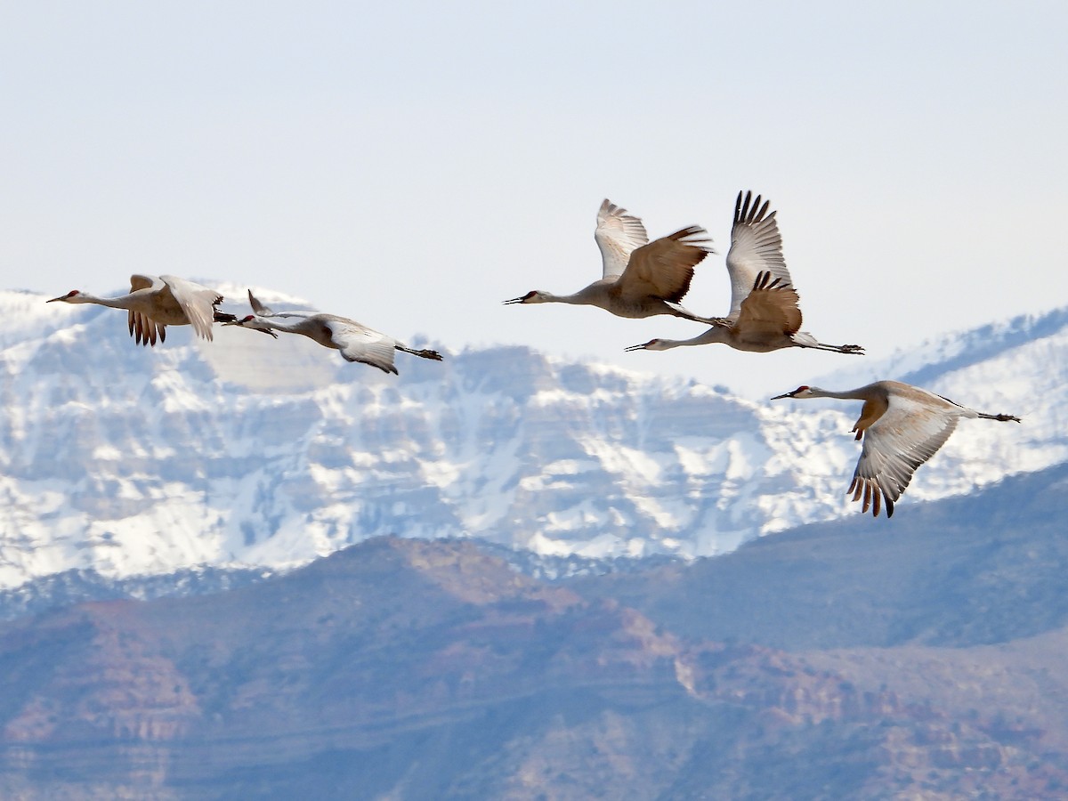 Sandhill Crane - Bill Schneider