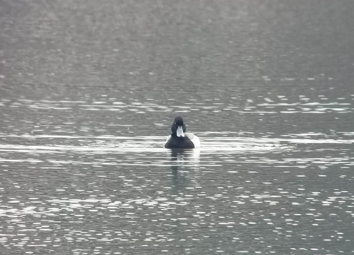 Greater Scaup - ML551190991