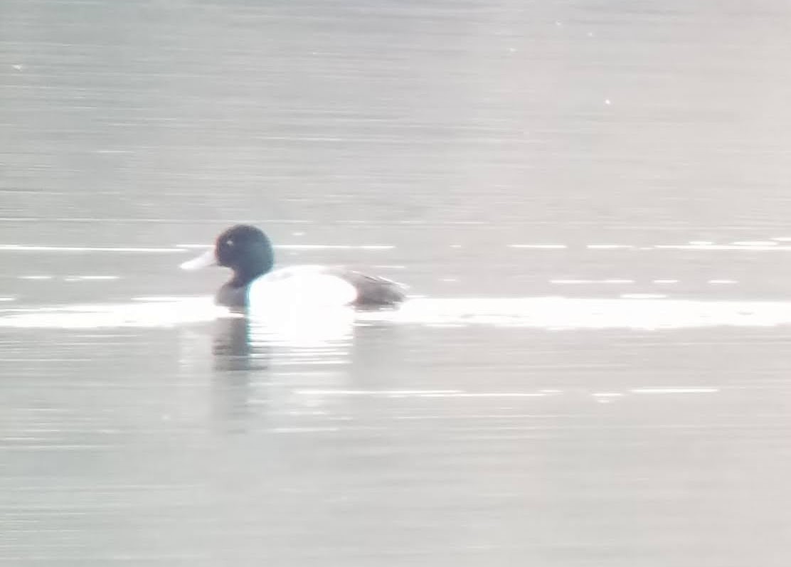 Greater Scaup - ML551191001