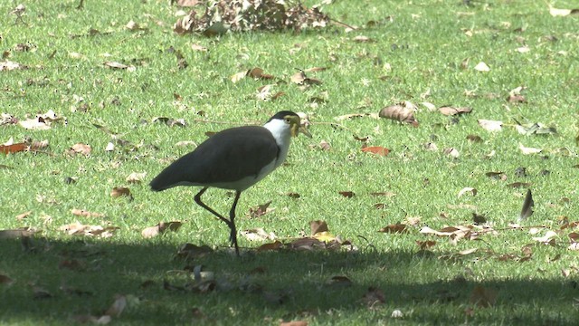 Masked Lapwing - ML551191121