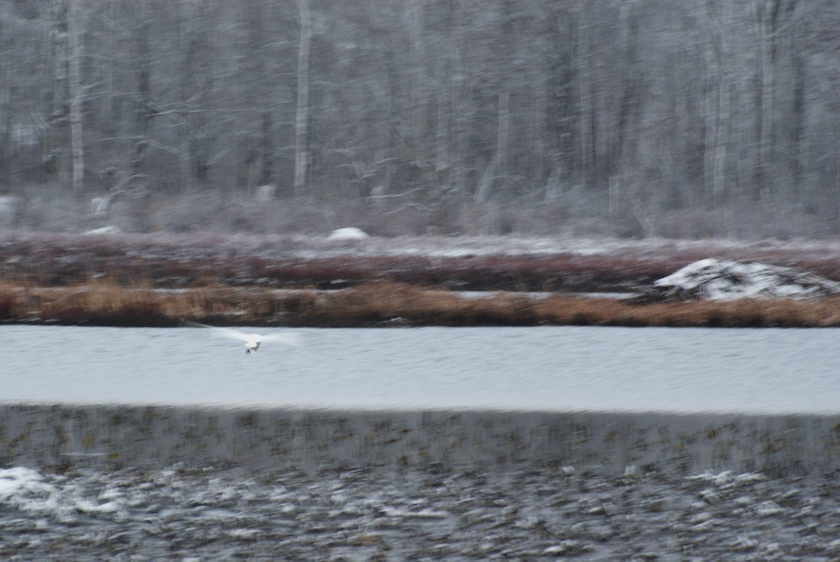 Great Egret - ML551191431