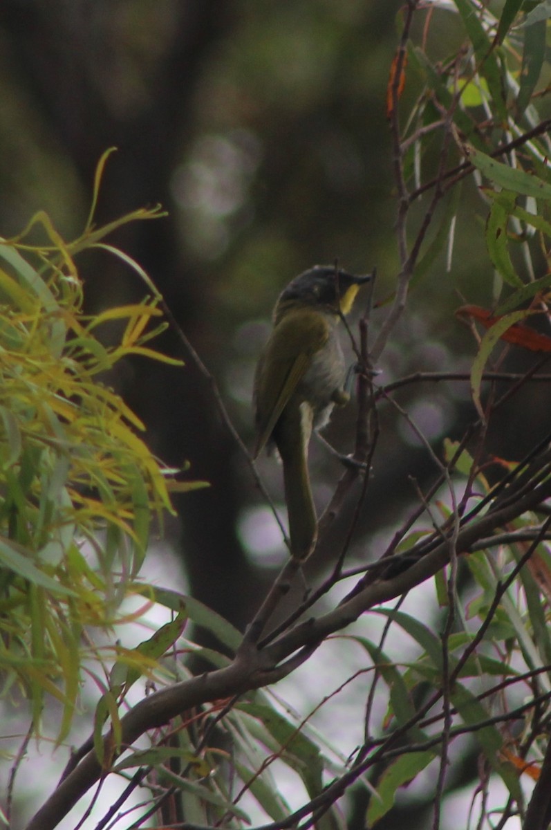 Yellow-throated Honeyeater - ML55119221