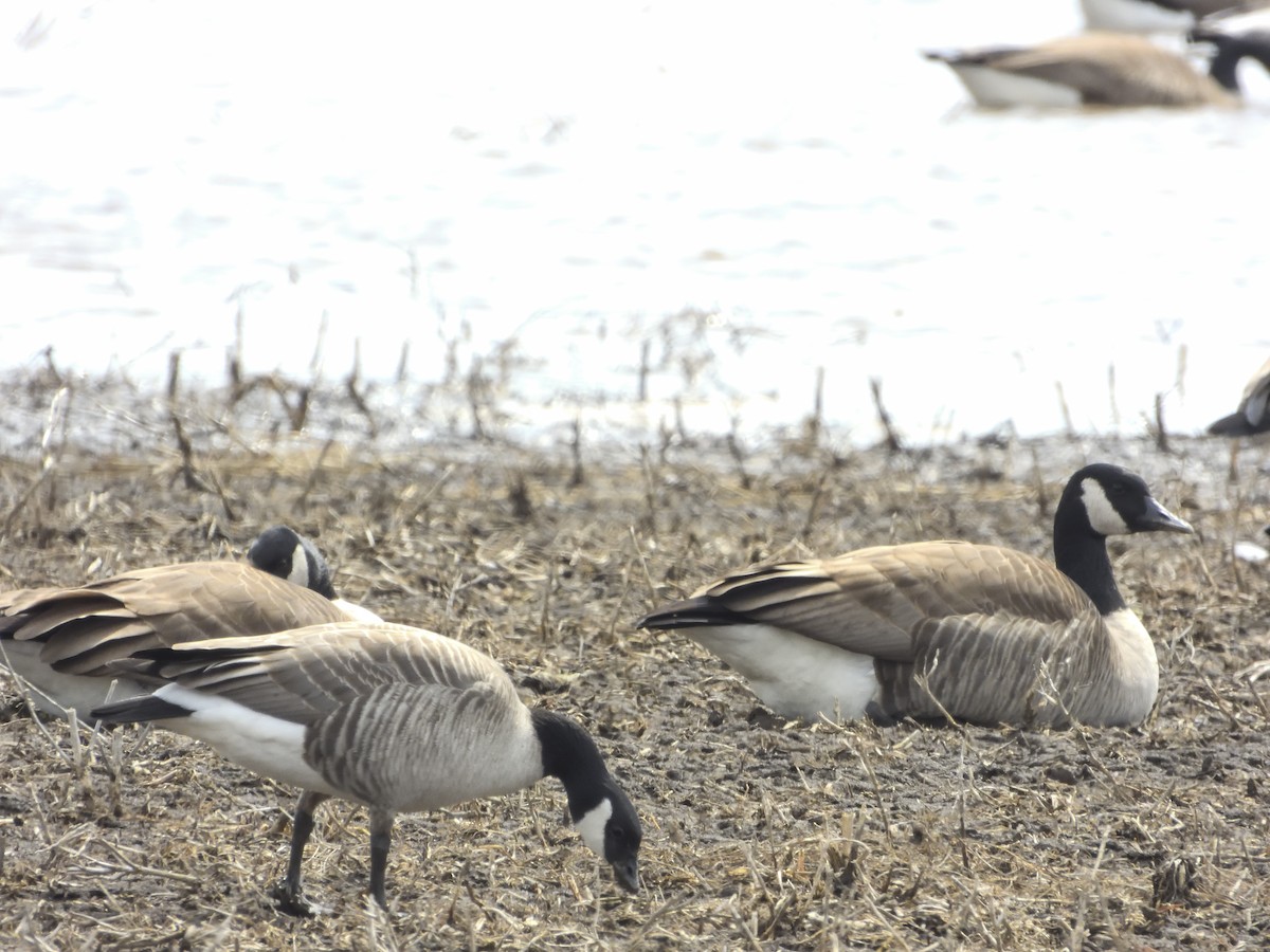 Cackling Goose - Patrick Kramer