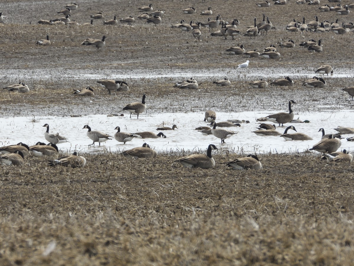 Cackling Goose - Patrick Kramer