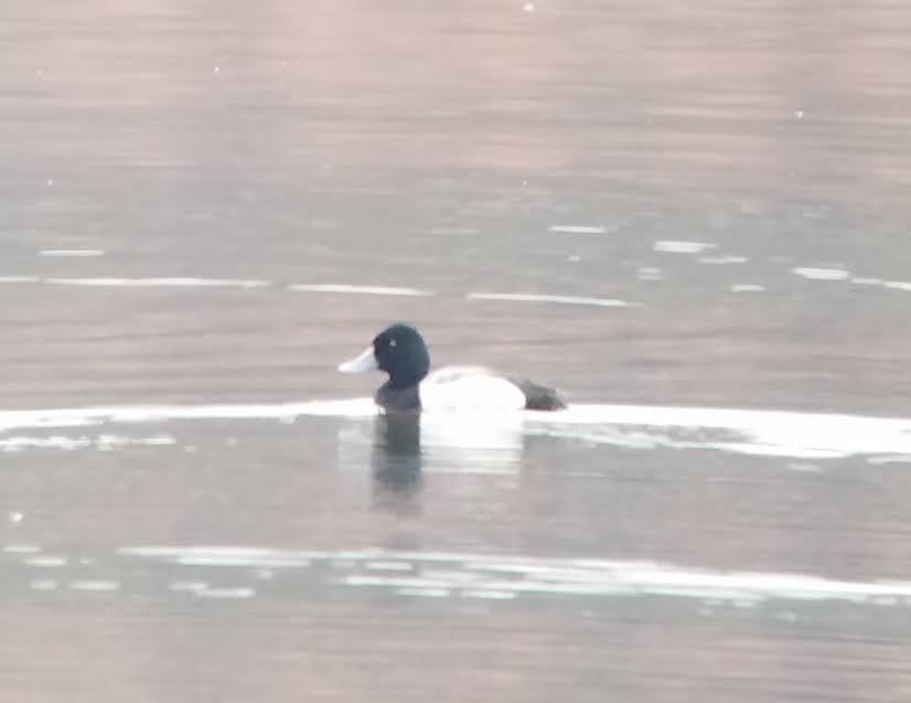 Greater Scaup - ML551193231