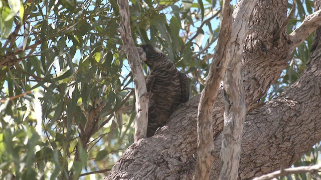 Weißschwanz-Rabenkakadu - ML551193581