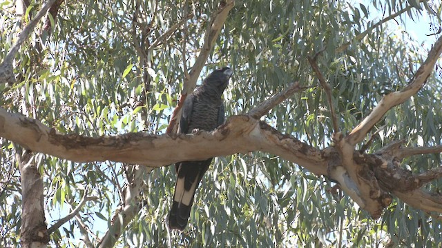 Carnaby's Black-Cockatoo - ML551195641