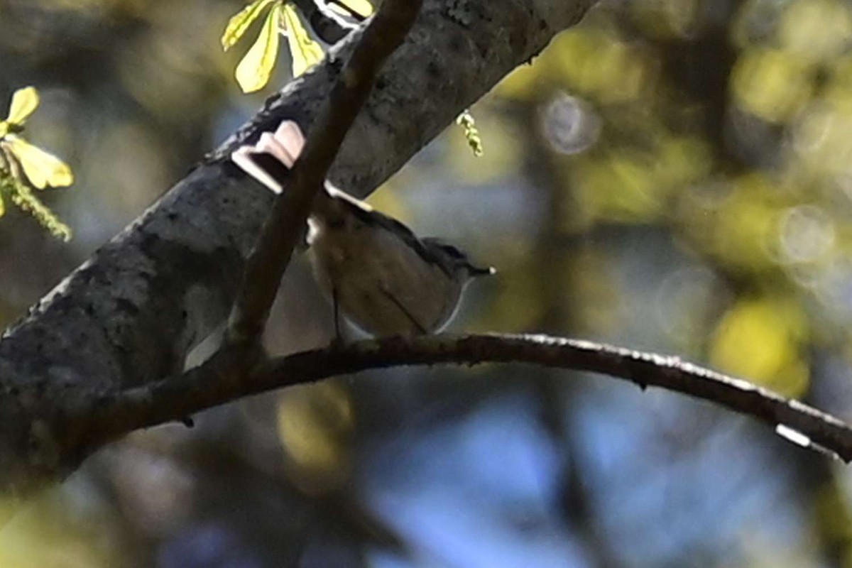 Golden-crowned Kinglet - ML551197471