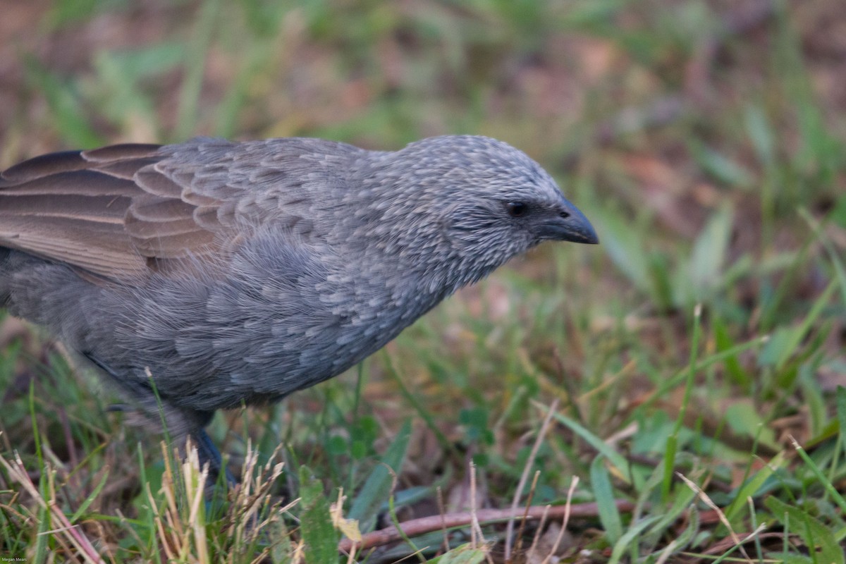 Apostlebird - ML55119871